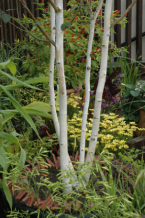 Planting at Shewsbury Flower Show 2009